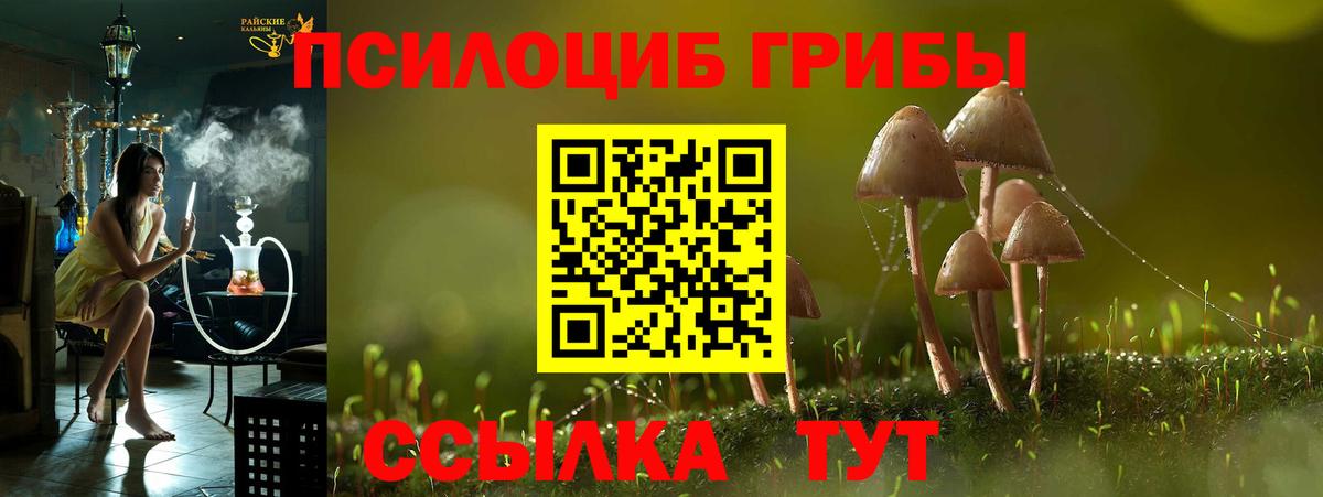 Галлюциногенные грибы Psilocybine cubensis  где купить   Маркс  Галлюциногенные грибы мицелий 